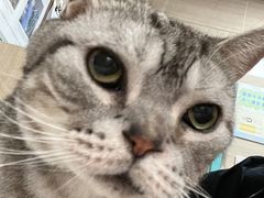 -北京观赏动物医院·24小时大型综合·猫专科·异宠专科
