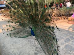 -瑞丽独树成林风景区