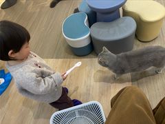 -COLOR PETS 撸猫馆·购猫·猫咖(长风大悦城店)