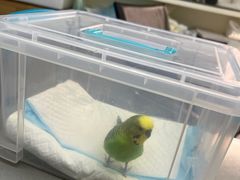 -爱侣宠医·鹦鹉专科·小型哺乳类·异宠专科(灵石路店)