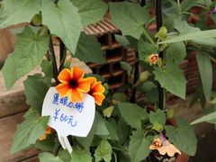 -南山植物园