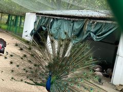 -苏州上方山国家森林公园