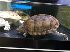 -灵龟之家百象馆(百象馆联合旗舰店)