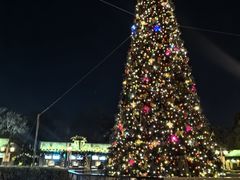 -奥兰多迪士尼动物王国乐园