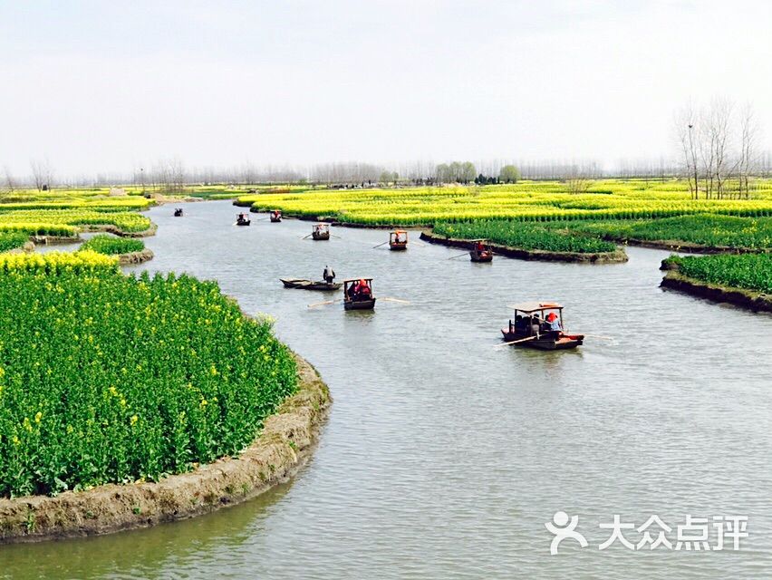 宣传千垛菜花手抄报图片