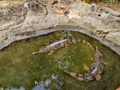 -清迈夜间动物园