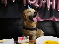 -百好乐宠物友好餐厅(朝外大街店)