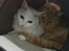 -瑞派长江宠物医院·猫科·外科·24小时夜护(谊城公寓分院)