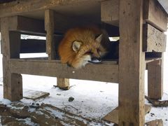 -宫城藏王狐狸村