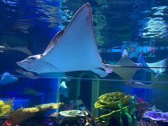 -成都浩海立方海洋公园