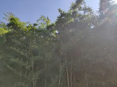 -西安曲江寒窑遗址公园