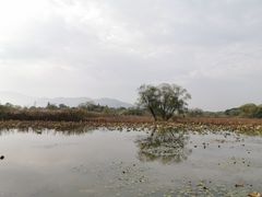 -长兴太湖图影湿地文化园