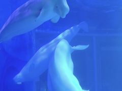 -上海海昌海洋公园-冰山北极馆