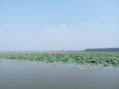 -微山湖红荷湿地景区