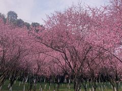 -龙头寺公园