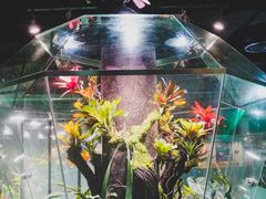 -上海大自然野生昆虫馆(东方明珠·爬宠昆虫探索中心)
