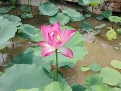 -武清南湖绿博园