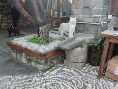 -喵屿·大理花园猫咖