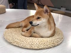 -浣熊柯尔鸭土拨鼠·电玩咖