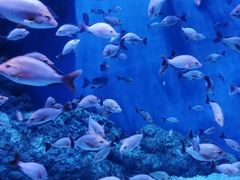 -成都浩海立方海洋公园