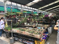-曲阳花鸟市场(曲阳路店)