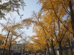 -三里屯东五街银杏大道