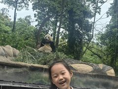 -中国大熊猫保护研究中心雅安碧峰峡基地