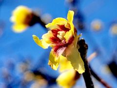 -国家植物园南园