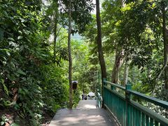-西双版纳原始森林公园