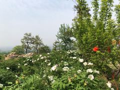 -盛世牡丹苑生态文化旅游区