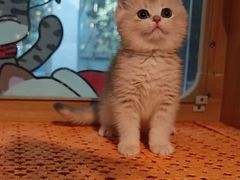 -欣宠猫屋·矮脚拿破仑·蓝金金渐层