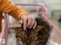-李小姐の猫咖啡馆(五角场店)