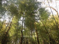 -象山森林公园