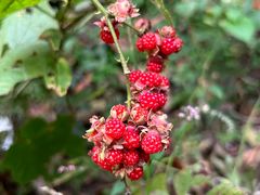 -素山寺森林公园