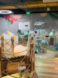 -七巧国萌宠乐园(龙湖天街店)