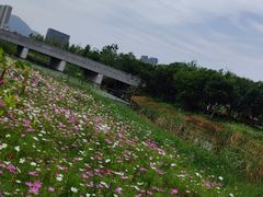 -三垟湿地