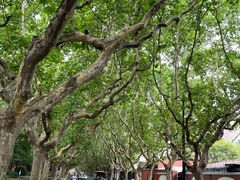 -一尺花园(安和花园店)