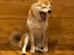 -柴务处·柴犬主题狗咖