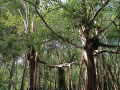 -中国科学院西双版纳热带植物园