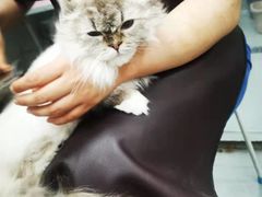 -宠福鑫康馨动物医院·骨科·眼科