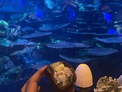 -迪拜帆船酒店海底餐厅