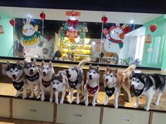-Husky Go! 哈士奇体验馆·宠物咖啡厅狗咖