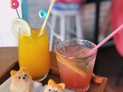 柴犬蛋糕-柴犬高等学院·狗咖·柴犬售卖·宠物训练