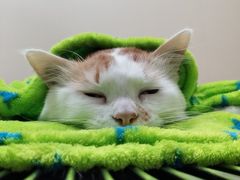 -凯特喵百思猫专科医院