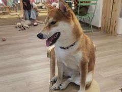 -柴迷FANS CLUB·柴犬狗咖·猫咖
