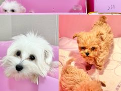 -翊宠yipet猫狗购宠庄园犬舍•猫舍