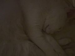 -宠福鑫康馨动物医院·骨科·眼科