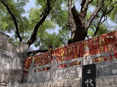 -大槐树寻根祭祖园