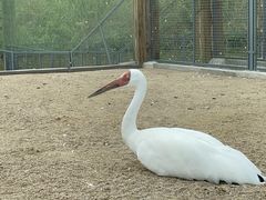 -盐城丹顶鹤湿地生态旅游区