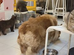 -我爱猫咪·猫咖·狗咖·安哥拉兔·羊驼咖(小寨华旗店)